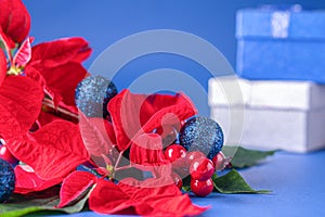 Holiday card - red flower poinsettia, fir cone, Christmas decorations on blue background