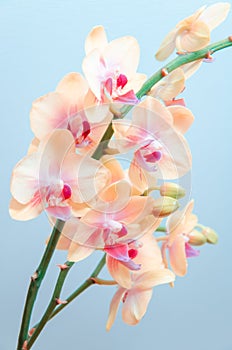 Light orange orchid flowers on light blue background