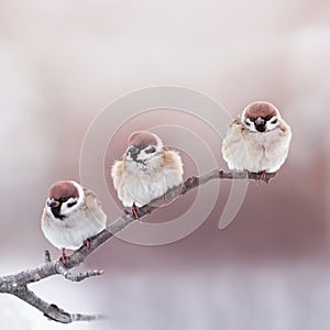 Holiday card with three little funny Sparrow birds sitting in a Sunny Park fluffing their feathers