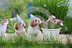 Holiday card two funny shih tzu dogs lie in the green grass in caps with soap bubbles on a Sunny clear day