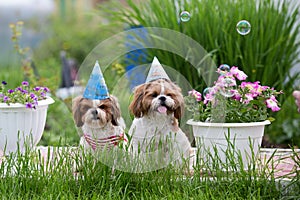 Holiday card two funny shih tzu dogs lie in the green grass in caps with soap bubbles on a Sunny clear day