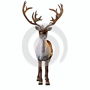 Holiday Caribou Standing