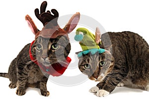 Holiday cats img