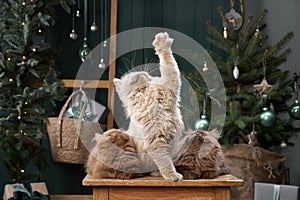 Holiday cheer with playful Scottish kittens. Studio shot of fluffy felines among Christmas decorv