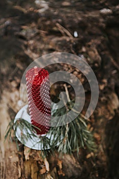 holiday concept candle on an old log in the forest