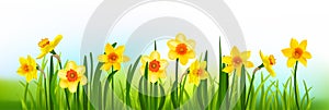 Holiday decor blossom banner with daffodils and grass.