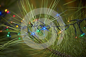 Holiday electric colorful garlands on pine branch.Christmas tree decoration.