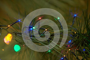 Holiday electric colorful garlands on pine branch.Christmas tree decoration.