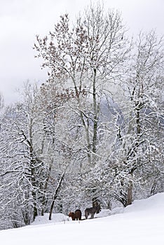 Holiday at the foot of Mont Blanc, France