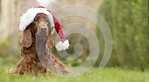 Holiday funny christmas dog with santa hat, web banner