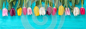 Spring background!A bouquet colorful tulips on blue wooden background.Holiday greeting card for Valentine`s Day, Woman`s Day, Moth