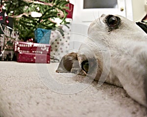 Holiday greyhound dog with Christmas presents