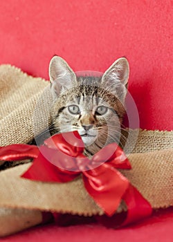 Holiday kitten wearing red bow, red background.