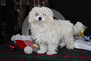Holiday Malteese Puppy