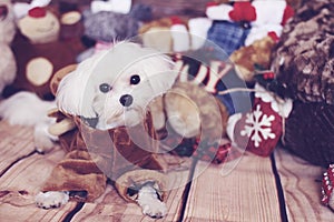 Holiday maltese dog