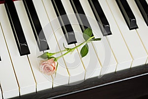 Holiday music composition with pink rose on piano keyboard