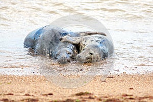 Holiday romance. Breeding pair of grey seals hugging on the sand