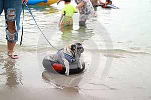 Holiday sea landscape Pug dogs play in the sea, toys, outdoor activities for fun to play. Summer relaxation