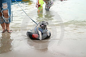 Holiday sea landscape Pug dogs play in the sea, toys, outdoor activities for fun to play. Summer relaxation