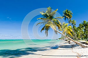 Holiday shadow, beautiful image of Carneiros beach in Pernanbuco