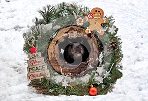 Holiday squirrel  in his hollow log home