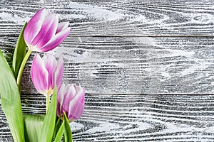 Holiday Tulip Flowers on Wooden Background