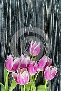 Holiday Tulip Flowers on Wooden Background