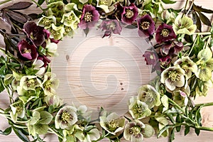 Holiday wedding birthday mothers day frame background. Vintage spring flowers of lenten rose photo