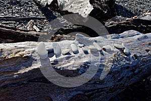 Holiday, written in stones on a tree trunk on the beach