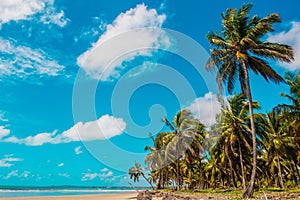 Holidays in Northeast Brazil - Coconut trees, sea and blue sky in Ilha do Amor - Pernambuco, Brazil