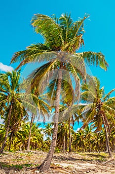 Holidays in Northeast Brazil - Vertical photo of Coconut trees in Ilha do Amor - Pernambuco, Brazil