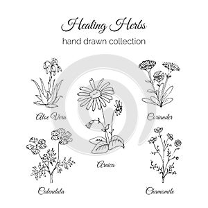 Holistic Medicine. Healing Herbs Illustration. Aloe vera, Arnica, Calendula, Chamomile and Coriande. Vector Ayurvedic