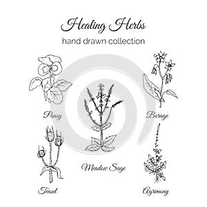 Holistic Medicine. Healing Herbs Illustration. Handdrawn Meadow Sage, Agrimony, Borage, Pansy and Teasel. Health and