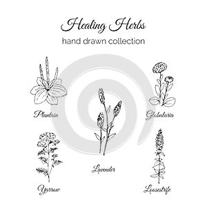 Holistic Medicine. Healing Herbs Illustration. Handdrawn Plantain, Lavender, Globularia, Loosestrife and Yarrow. Vector photo