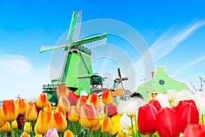 Holland background panorama with tulips and green windmill in traditional village in Holland