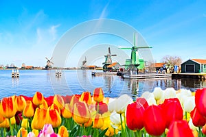 Holland background panorama with tulips and green windmill in traditional village in Holland