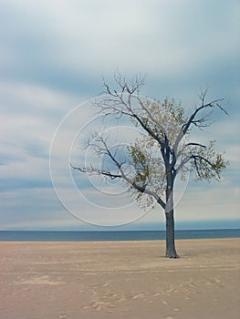 Holland Beach Tree