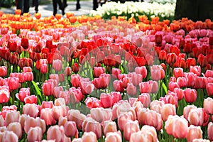 Holland beautiful vivid tulip fields