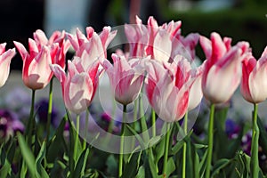 Holland Chic tulips