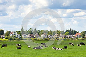 Holland cows landscape