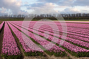 Holland at dawn in springtime