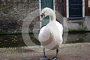 Holland, Delft, Central channel