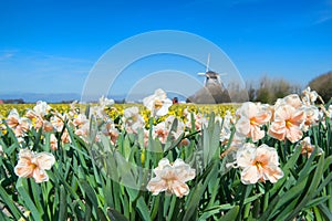 Holland with flower bulbs and windmill