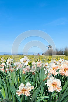 Holland with flower bulbs and windmill