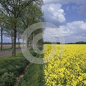 Holland, landscape with rapeseed