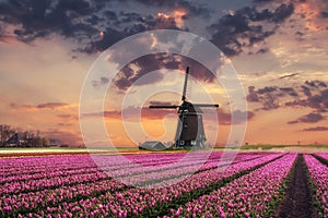 Holland Landscape with Tulip and Windmills