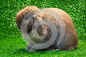 Holland lop