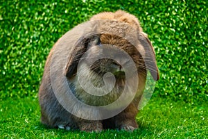 Holland lop