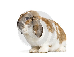 Holland Lop in front of white background