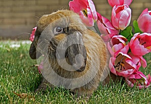 Holland Lop Rabbit with flowers